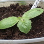 courgette