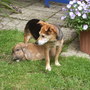 Phoenix_pk_and_garden__jusne_2008_025