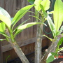 Plumeria (Plumeria)