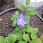 Evolvulus Blue Daze (Evolvulus glomeratus 'Blue Daze')