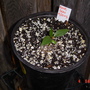 Plumeria seedling (Plumeria rubra)