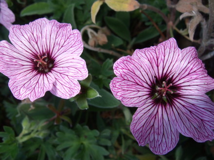 Geranium cinereum 'Ballerina' (Geranium cinereum (Hardy geranium))