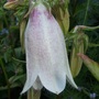 Campanula punctata bloom. (Campanula punctata (Bellflower))