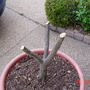 Plumeria right after I cut it down (Plumeria rubra)