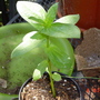 Zinnia 'Green Envy' (Zinnia elegans (Zinnia))