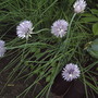 Chives flowering (Allium schoenoprasum (Chives))