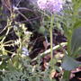Yet another mystery flower - Phacelia tansy (Phacelia tanacetifolia) 