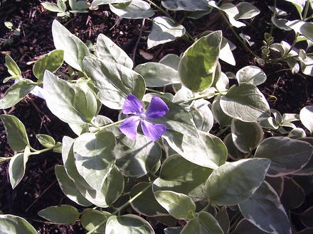 Periwinkle is in bloom (Vinca minor (Lesser periwinkle))