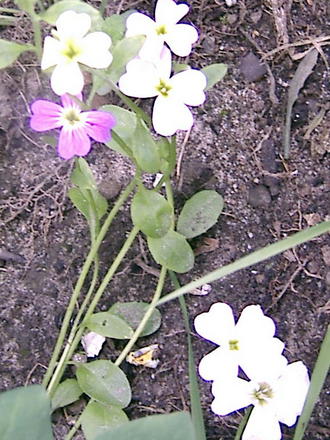 More little flowers from seed packet - Virginia Stock