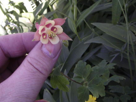 Flower of wild columbine in side garden (Aquilegia canadensis (Canadian Columbine))