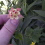 Flower of wild columbine in side garden (Aquilegia canadensis (Canadian Columbine))