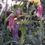 A garden flower photo (Aquilegia canadensis (Canadian Columbine))