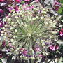 Allium (Allium "Globemaster")