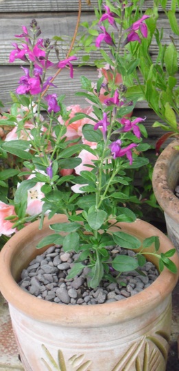 Salvia x jamensis 'Raspberry Royale' (Salvia x jamensis)