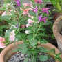 Salvia x jamensis 'Raspberry Royale'   (Salvia x jamensis)