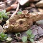 Bird_s_nest_fungus_mulchgroup_2-22-05_exc