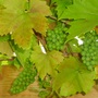 Grapevine  ...  year 2 (vitis 'Brand')