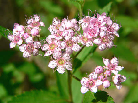 Japanese Spirea (Spiraea japonica (Japanese Spiraea))