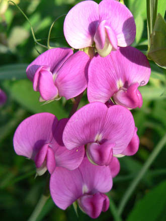 Everlasting Sweet Pea (Lathyrus latifolius (Everlasting pea))