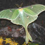Luna Moth