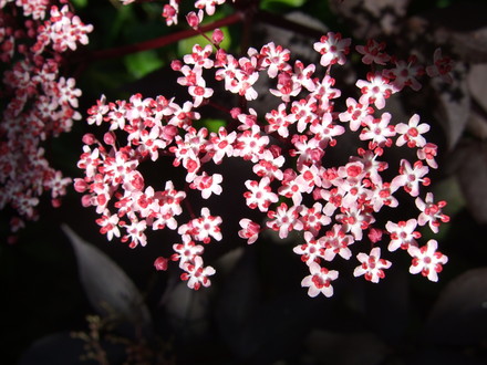 Sambucus flowering. (Sambucus nigra (Common elder))