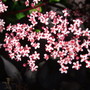 Sambucus flowering. (Sambucus nigra (Common elder))