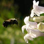 Foxglove Beardtongue and Bee (Penstemon digitalis (Foxglove Beardtongue))