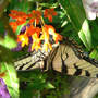 Upsidedown (Asclepias tuberosa)