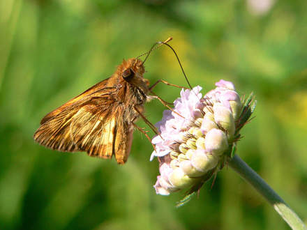 Male Zabulon Skipper (Scabiosa columbaria (Driakiew))