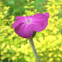 Lychnis