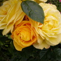 rose "Aurthur Bell"