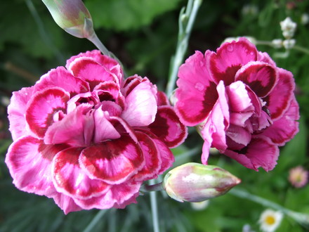 Dianthus 'London Delight' (Dianthus 'London Delight')