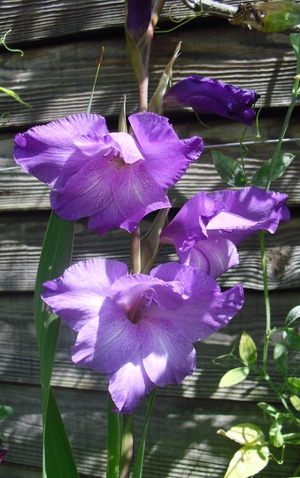 Gladiolus 4 from GW mag. offer
