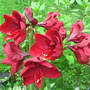 Amaryllis_full_of_blooms_mom_s_6-03-08_exc_sm