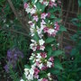 Weigela_florida__versicolor__-_2