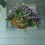 A garden flower photo