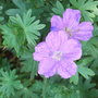 Geranium_sanguineum_-_3.jpg (Geranium sanguineum)