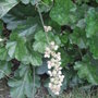 Heuchera_cylindrica__greenfinch_