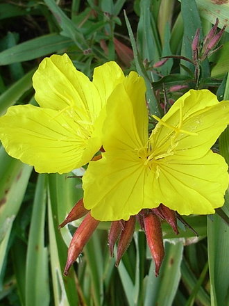 Oenothera fruticosa 'Fyrverken' (Oenothera fruticosa 'Fyrverken')