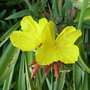 Oenothera fruticosa 'Fyrverken' (Oenothera fruticosa 'Fyrverken')