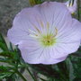Oenothera__twilight_
