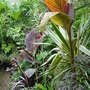 Garden_june_13th_2008