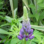 Garden_june_13th_2008