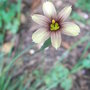 Sisyrinchium 'Biscuitella' (Sisyrinchium 'Biscuitella')