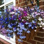 lobelia1