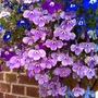 lobelia5