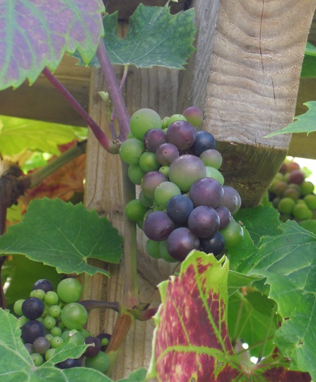 Grapes ripening ...