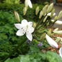 Agapanthus
