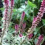 Lysimachia atropurpurea 'Beaujolais'