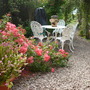 050 Rosa 'Whiltshire' and Heathers